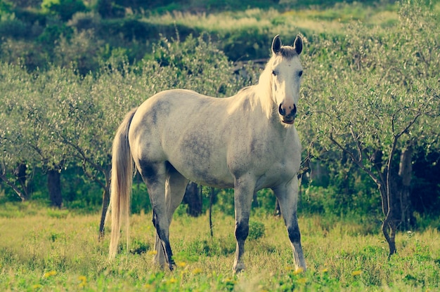 Portret van een paard dat tegen bomen op het veld staat