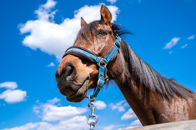 Portret van een paard op een boerderij met blauwe lucht op de achtergrond