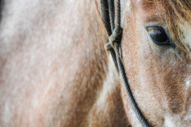 Portret van een paard op een plattelandsfeest in maldonado maldonado uruguay