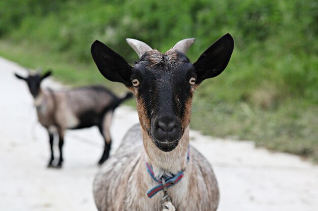 Foto portret van een paard op een veld