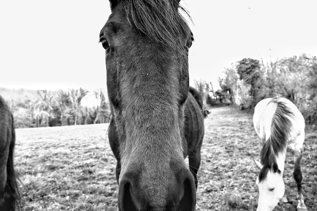 Portret van een paard op het veld tegen een heldere hemel