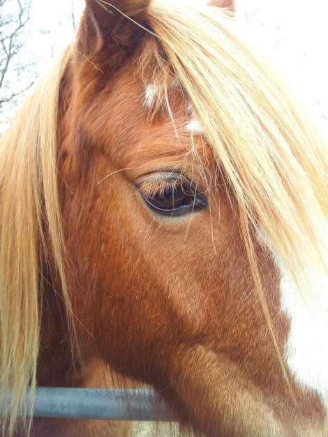 Portret van een paard.