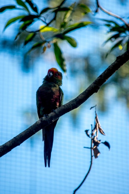 Portret van een papegaai in het vogelpark