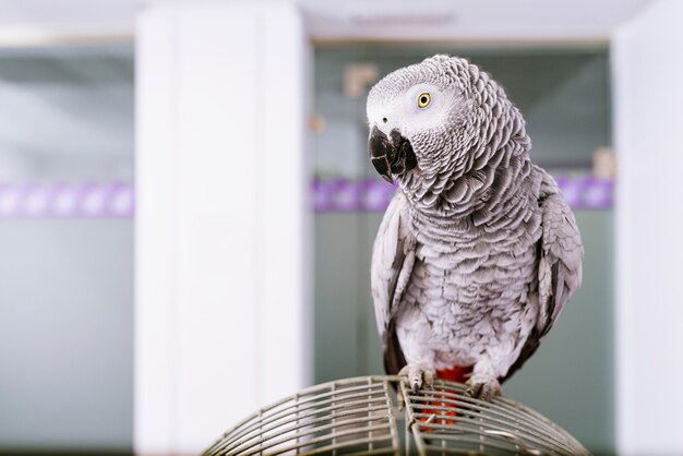 Portret van een papegaaivogel. Veterinair concept.