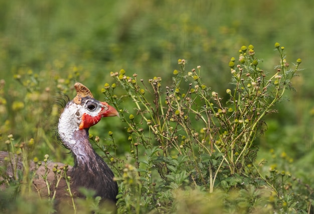 Portret van een parelhoen vogel op een achtergrond van groen gras. Achtergrond.