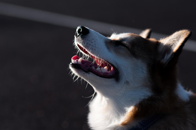 Foto portret van een pembroke welsh corgi puppy hij kijkt naar de zijkant met zijn mond open ogen gesloten en glimlachend contour licht van de zon gelukkige kleine hond concept van zorg dierenleven gezondheid show