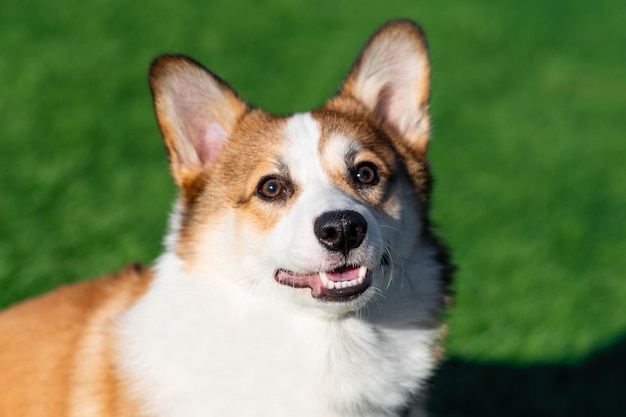 Foto portret van een pembroke welsh corgi puppy lopen op een zonnige dag kijkt naar de zijkant met zijn mond open tegen een achtergrond van groen gras gelukkige kleine hond concept van zorg dierleven gezondheid show