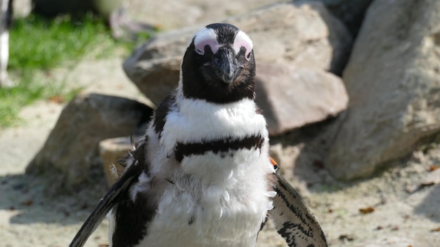 Foto portret van een pinguïn die naar de camera kijkt