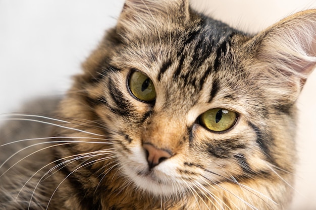 Portret van een pluizige jonge Cyperse kat met geelgroene ogen kijkend naar de camera de blik van een kat