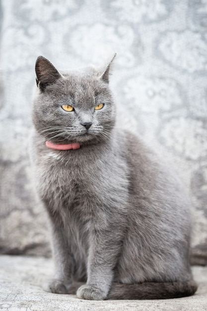 Portret van een pluizige kat buiten