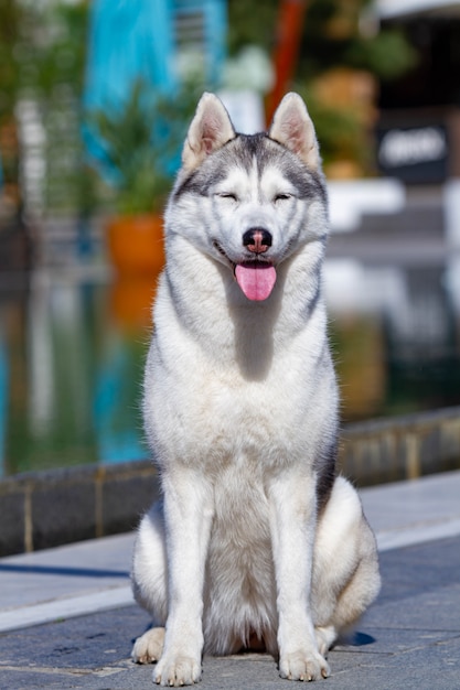 Portret van een pluizige Siberische schor