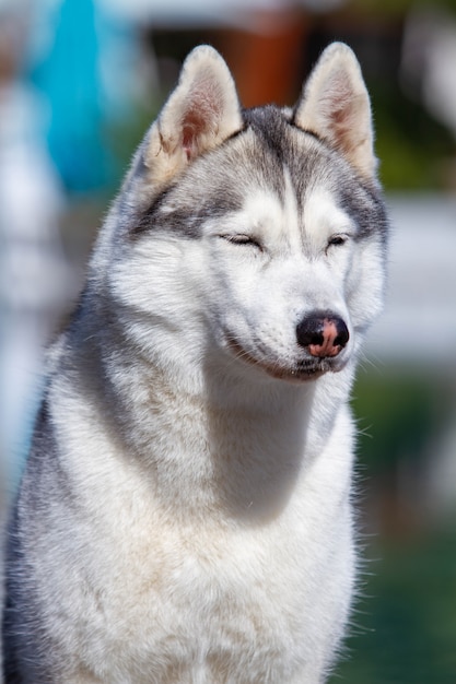 Portret van een pluizige Siberische schor