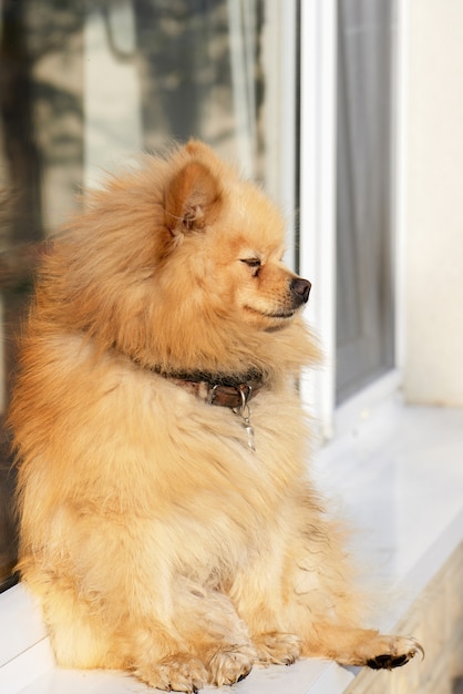 Portret van een Pommeren hond met geel bont