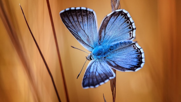 Portret van een prachtige blauwzwarte vlinder.