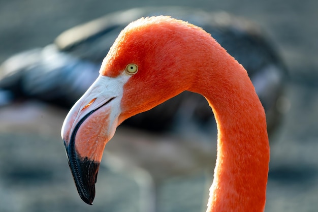 Portret van een prachtige flamingo