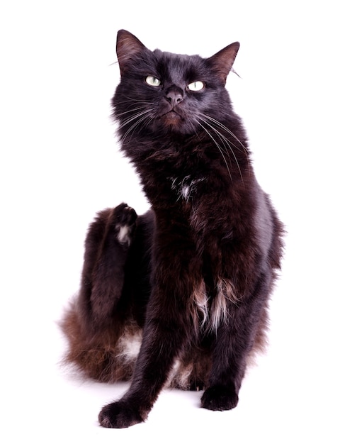 Portret van een prachtige pluizige zwarte kat met felgele ogen