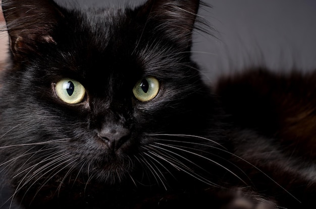 Portret van een prachtige pluizige zwarte kat met felgele ogen