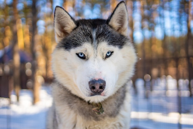 Portret van een prachtige schattige en gelukkige Siberische Husky-hond die in een hondenboerderij in de buurt van Kemerovo, Siberië, Rusland staat. Foto van hoge kwaliteit