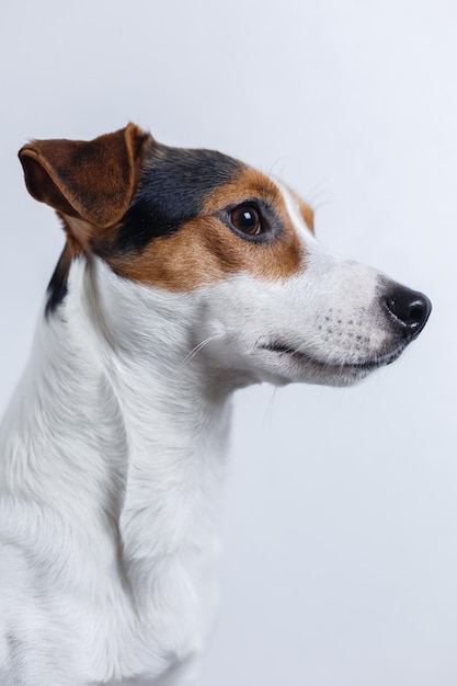 Portret van een profielweergave van een Jack Russell Terrier-rashond op een witte achtergrond