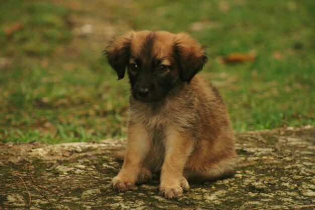 Foto portret van een puppy die op het gras zit