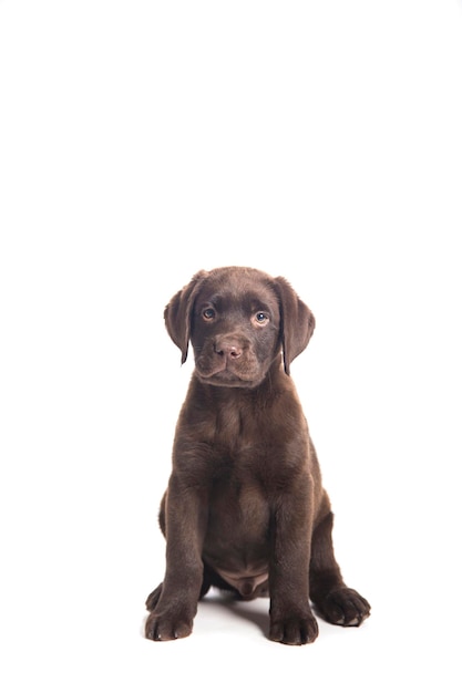 Portret van een puppy die tegen een witte achtergrond zit