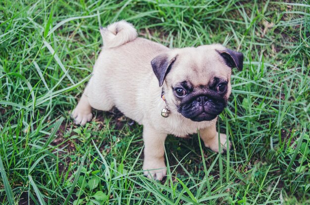 Foto portret van een puppy op het gras