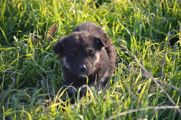 Portret van een puppy op het veld