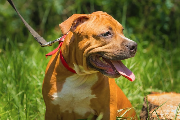 Portret van een puppy Pitbull