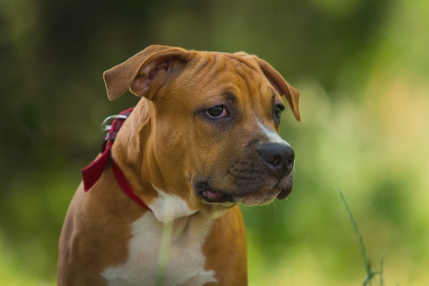 Portret van een puppy Pitbull