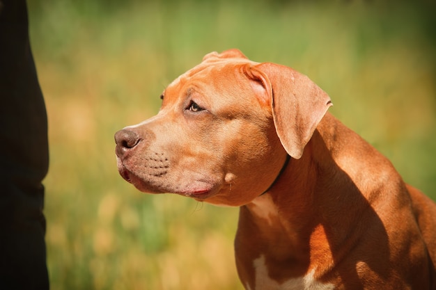 Portret van een puppy Pitbull