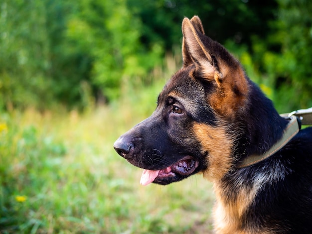 Portret van een puppy van de Duitse herder wandelen in het park op een groene achtergrond