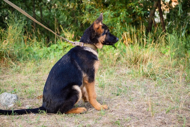 Portret van een puppy van de Duitse herder