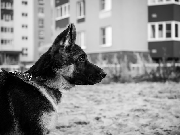 Portret van een puppy van de Duitse herder