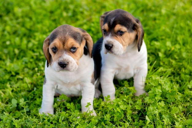 Foto portret van een puppy