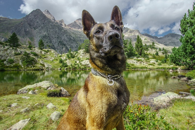 Portret van een rasechte Belgische herder Mechelaar op de natuur