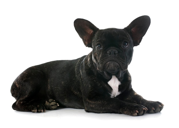 portret van een rasechte Franse bulldog voor witte achtergrond