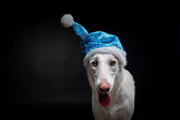 Portret van een rasechte hond in een kerstmanhoed gemarkeerd op een zwarte achtergrond