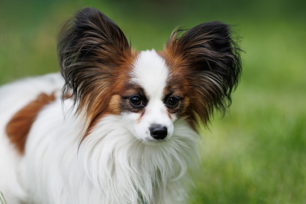 Portret van een rasechte Papillon-hond op een achtergrond van groen gras