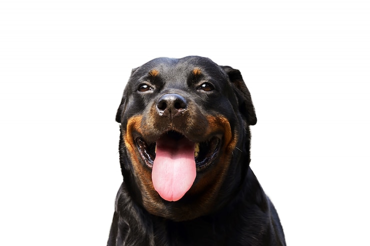 Foto portret van een rasechte rottweiler