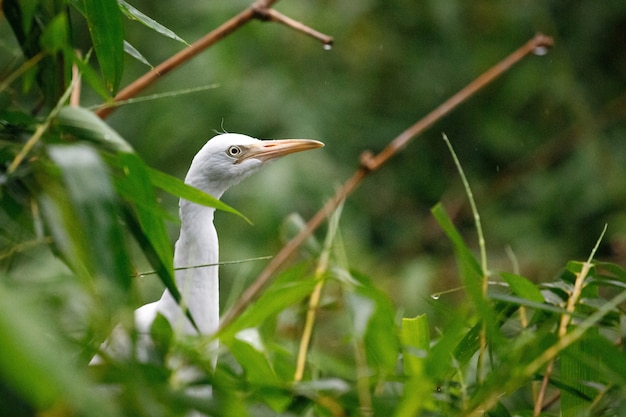 Portret van een reiger die uit de struiken kijkt. Bali, Indonesië