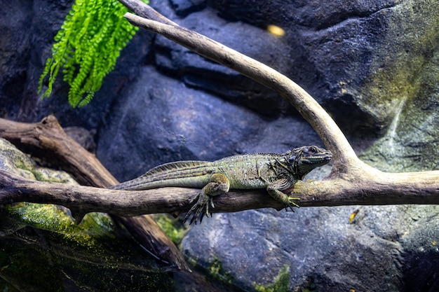 portret van een reptiel hagedis die op een boomtak zit