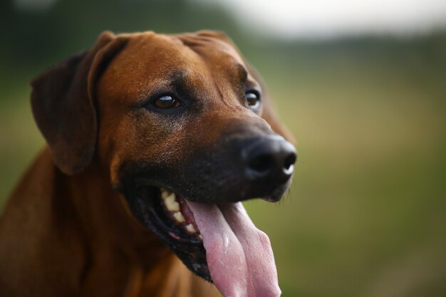 Portret van een Rhodesian Ridgeback die zich in openlucht op een groen gebied bevindt.