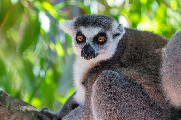 Portret van een ringstaartmaki (lemur catta). Ange Reserve, Madagaskar.