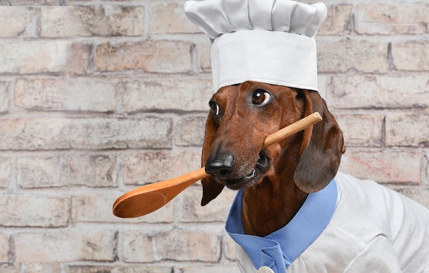 Foto portret van een rode dachshund hond in een chef-kok kostuum