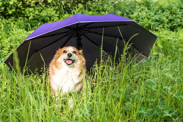 Portret van een rode hond in het gras onder een paraplu. Dierenverzekering concept. Dierenbescherming. Bescherming van de hond.