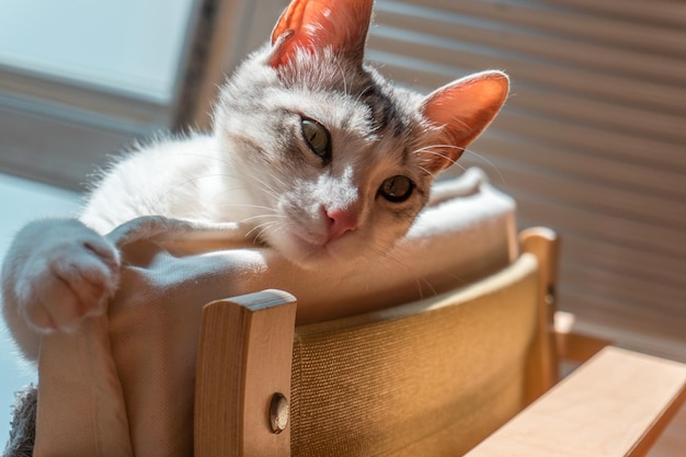 Portret van een rode kat thuis