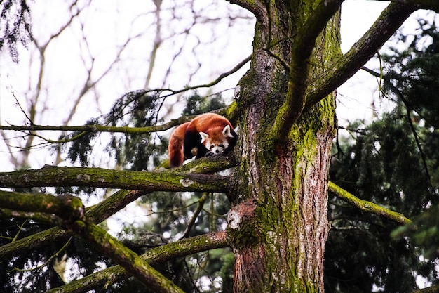 Portret van een rode panda Ailurus fulgens