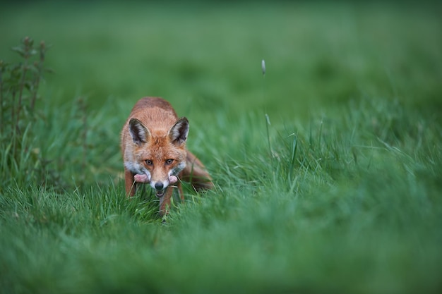 Portret van een rode vos met vlees in de mond terwijl hij op een grasveld staat