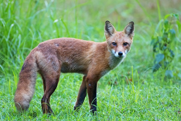 Portret van een rode vos op een grasveld