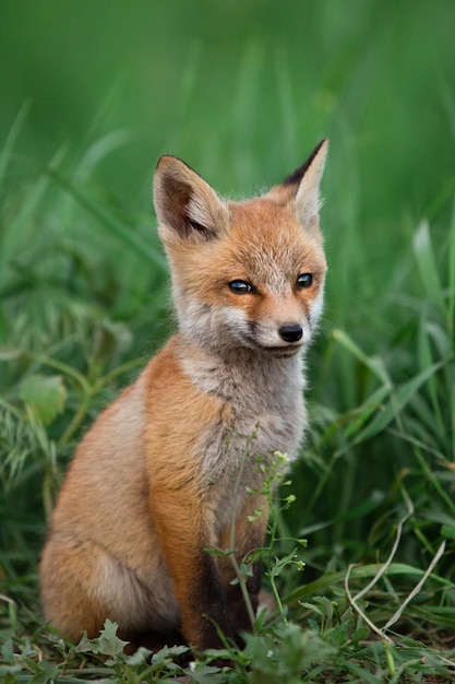 Foto portret van een rode vos tegen een achtergrond van groen gras